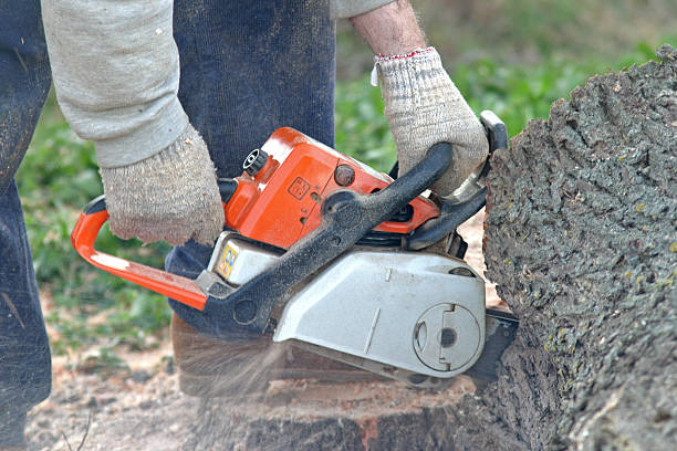 Professional Tree Removal Services in Melville, NY